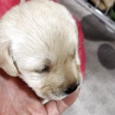 ラブラドールレトリバー