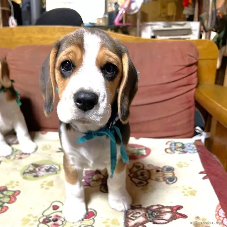 ID:2501-02370の子犬