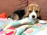 ビーグル【埼玉県・女の子・2024年11月8日・トライカラー】の写真4「もうお眠?」