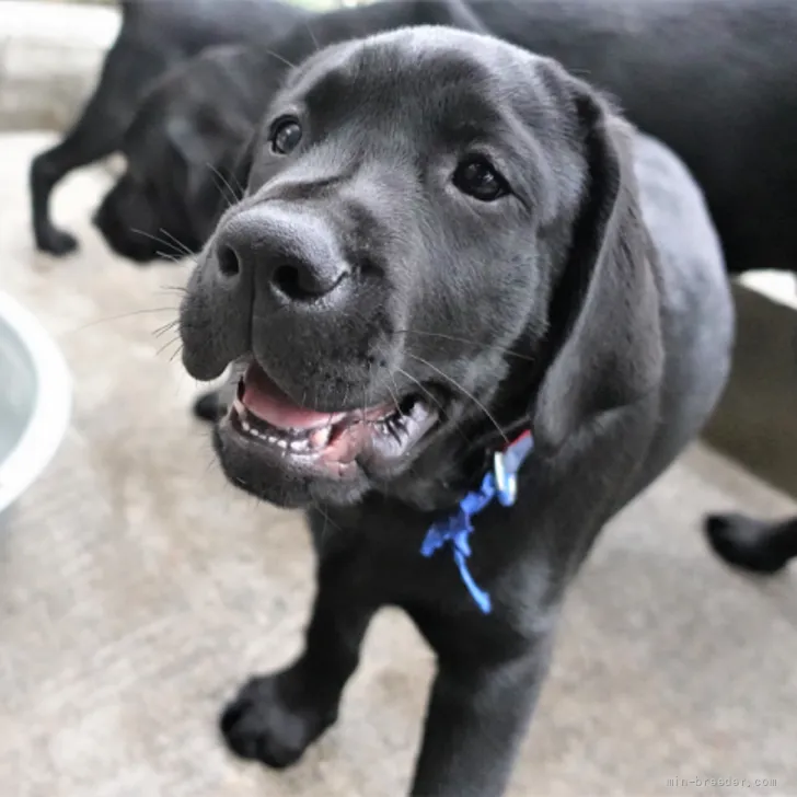 ID：2205-02078の子犬