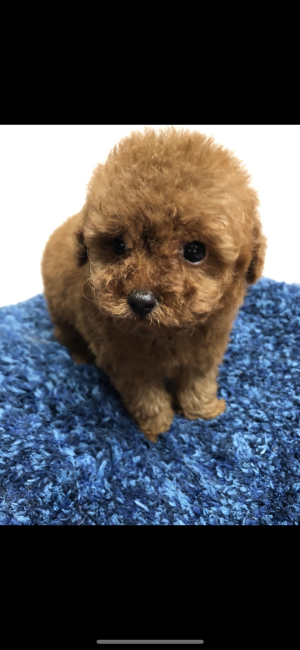 左向　利志美(さこう　としみ)ブリーダー(和歌山県・チワワ(スムース)など・JKC登録)の紹介写真5