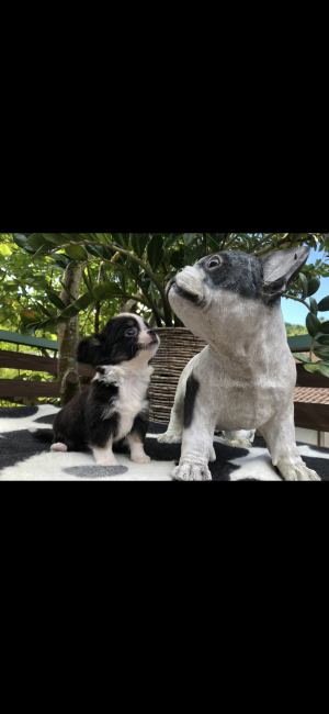 左向　利志美(さこう　としみ)ブリーダー(和歌山県・チワワ(スムース)など・JKC登録)の紹介写真7