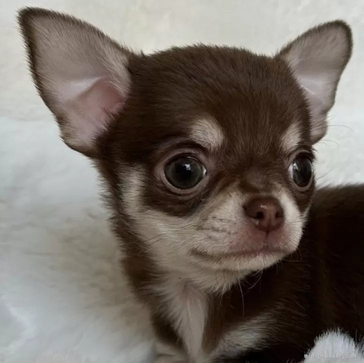S.D 様のお迎えした子犬