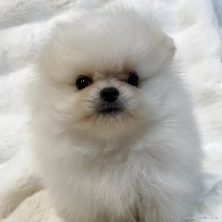 ポメラニアン【和歌山県・男の子・2025年7月21日・クリーム】の写真1