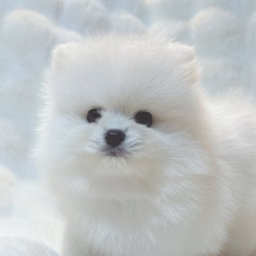 ポメラニアン【和歌山県・女の子・2025年8月17日・ホワイト】の写真「ふわふわの女の子です💕」