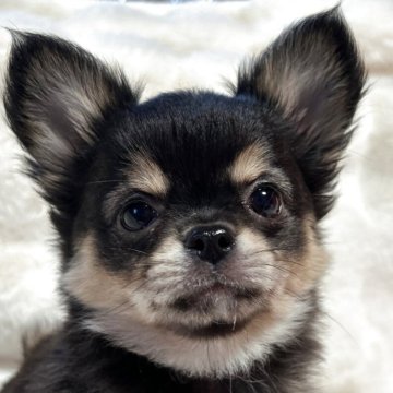 チワワ(ロング)【和歌山県・女の子・2025年9月11日・ブラックタン】の写真「どっしりちゃんです💕」