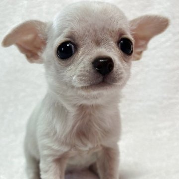 チワワ(スムース)【和歌山県・男の子・2025年10月1日・クリーム】の写真「小さくて、
優しいお顔の男の子💕」