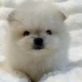 ポメラニアン