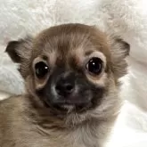 チワワ(ロング)