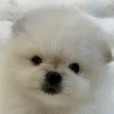 ポメラニアン