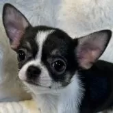 チワワ(スムース)【和歌山県・女の子・2024年9月7日・ブラックタン&ホワイト】の写真1