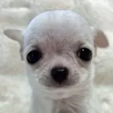 チワワ(スムース)