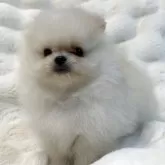 ポメラニアン【和歌山県・男の子・2025年7月21日・クリーム】の写真2