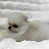 ポメラニアン【和歌山県・男の子・2025年7月21日・クリーム】の写真4