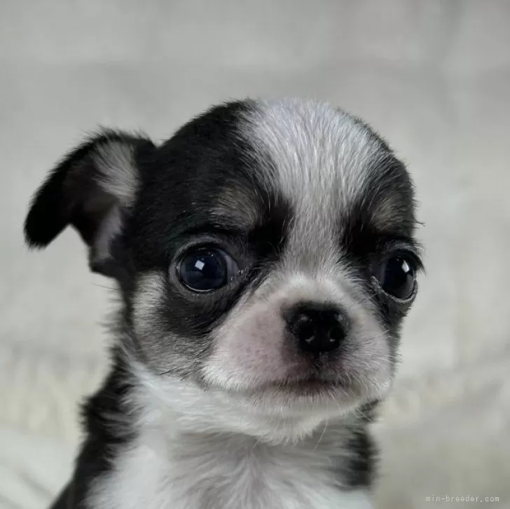 ID:2410-03182の子犬