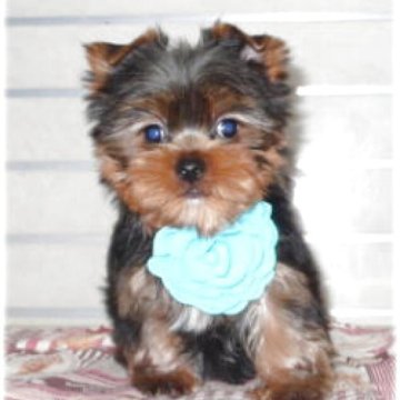 ヨークシャーテリア【東京都・男の子・2025年9月24日・ダークスティールブルー&タン】の写真「まるで熊さんのぬいぐるみです。」