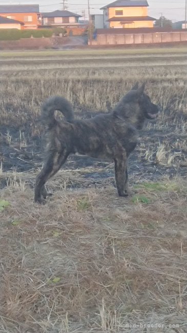 高橋　史佳(たかはし　ふみよし)ブリーダー(静岡県・甲斐犬・甲斐犬愛護会登録)の紹介写真1