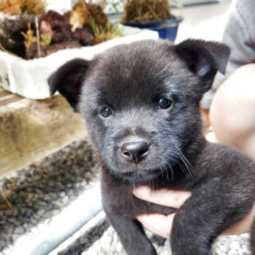 甲斐犬【静岡県・男の子・2025年8月14日・黒虎】の写真「性格の良い元気な子です」