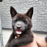 甲斐犬