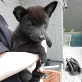 甲斐犬