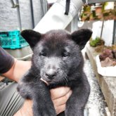 甲斐犬