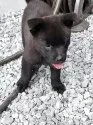 甲斐犬【静岡県・男の子・2025年8月14日・黒虎】の写真4