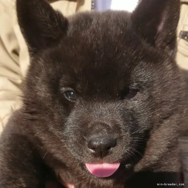 ID:2303-02696の子犬