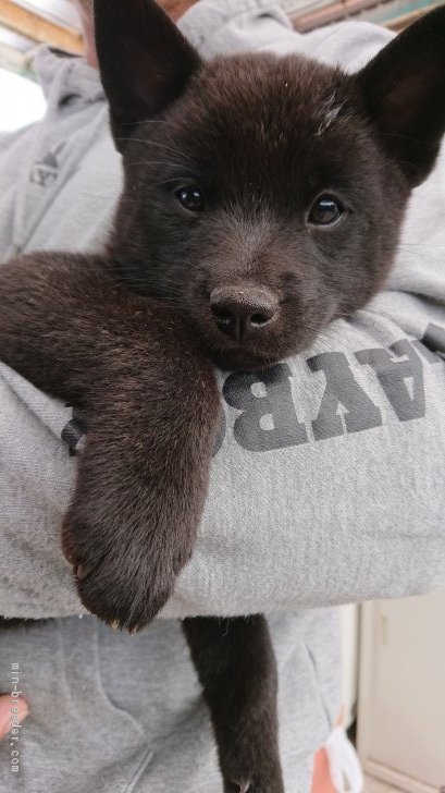 甲斐犬の子犬をお迎えいただいたお客様の声 口コミ 評判 みんなのブリーダー