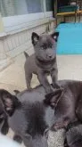 甲斐犬【静岡県・女の子・2020年8月23日・黒虎】の写真2