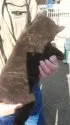 甲斐犬【静岡県・男の子・2023年1月26日・黒虎】の写真2