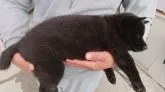 甲斐犬【静岡県・女の子・2020年8月23日・黒虎】の写真3