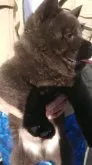 甲斐犬【静岡県・男の子・2023年1月26日・黒虎】の写真3