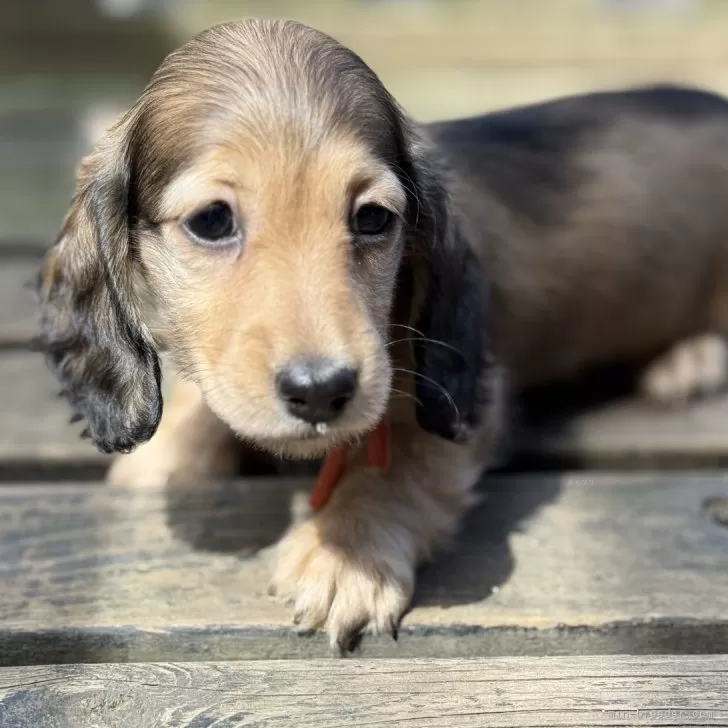 M.Y 様のお迎えした子犬