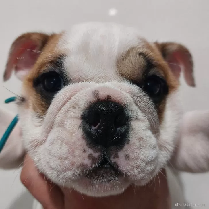 ID:2411-05775の子犬
