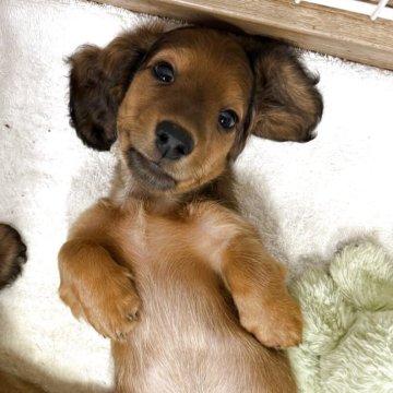 ミニチュアダックスフンド(ロング)【京都府・男の子・2025年8月10日・シェーデッドイエロー】の写真「活発で元気な子です!」