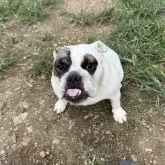ブルドッグ
