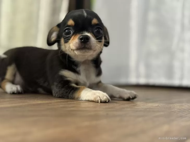 チワワ チワワ/フォーン/♂ | PET DESIGN アリオ上尾店 | ペット販売