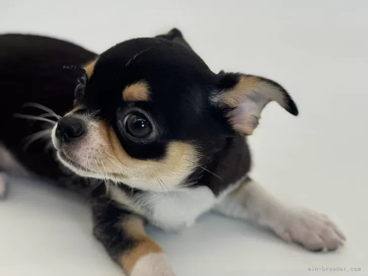 ストック生地　チワワ ストック生地 チワワ 楽天市場】（完売しました）オックス 生地