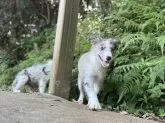 ボーダーコリー【静岡県・男の子・2025年6月1日・ブルーマール】の写真7「キリっとした表情です。」