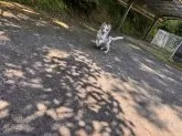 シェットランドシープドッグ【静岡県・女の子・2025年2月22日・ブルーマール】の写真11