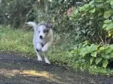 ボーダーコリー【静岡県・男の子・2025年7月22日・ブルーマール】の写真4