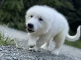 グレートピレニーズ【静岡県・男の子・2025年6月18日・ホワイト】の写真10