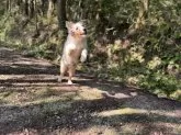シェットランドシープドッグ【静岡県・女の子・2025年2月22日・ブルーマール】の写真9「飛んだり跳ねたり愛嬌のある子です。」