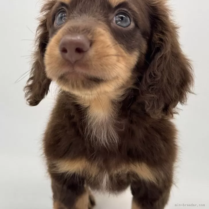 ID：2506-03321の子犬