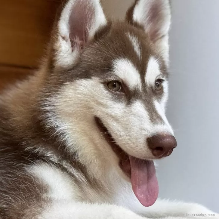 Y.M 様のお迎えした子犬