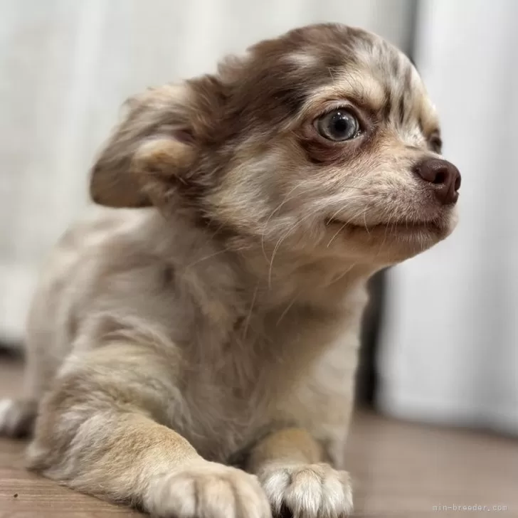 ID:2503-07131の子犬