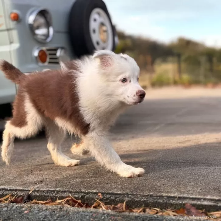 しろ 様のお迎えした子犬