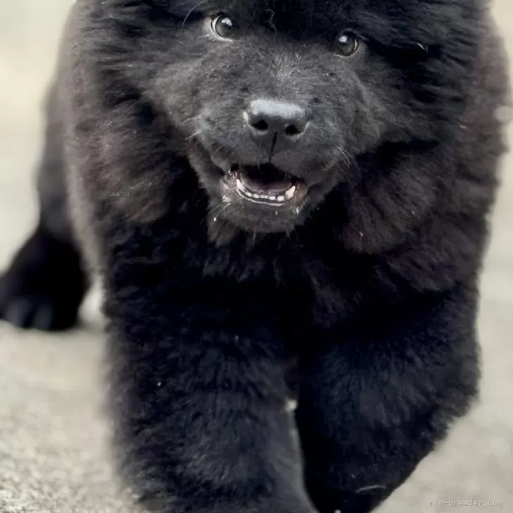 チャウチャウ【静岡県・女の子・2025年8月16日・ブラック】の写真1「正直チャウちゃんはあまり見た目が変わりません。」