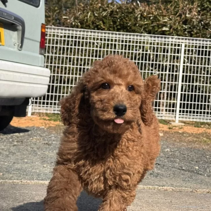ID:2503-00302の子犬