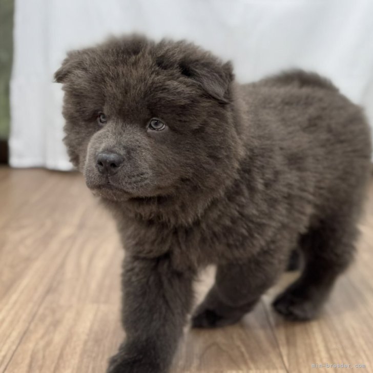 ブリーダー画像